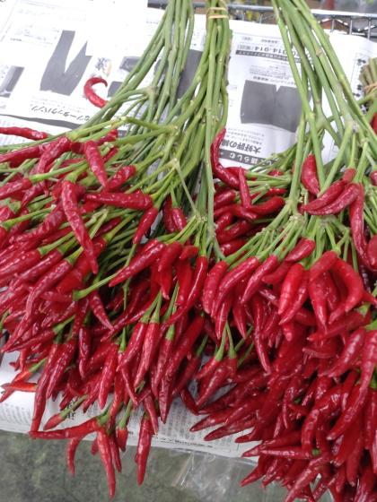 生花】タカノツメ(赤)40CM～【OT】 - 花材通販はなどんやアソシエ