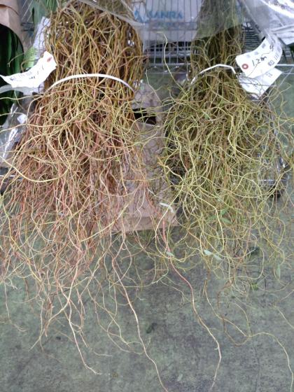 生花】雲竜柳 1M程度 茨城県 ※新芽あり 【OTHY】 - 花材通販はなどんや