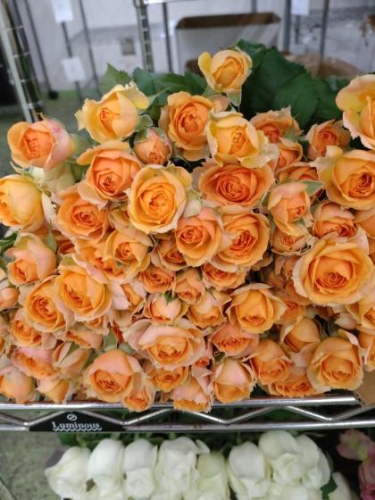 直前!!!】SPバラ プラビーダ(淡いオレンジ)40CM - 花材通販はなどんや