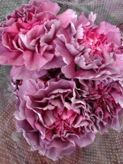 生花】輸入カーネーション スリル系おまかせ(コバルトスリルなど