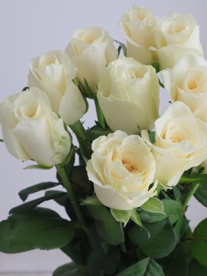 生花】バラ ジューク(オフホワイト系)□今週のオトク【IT-23】 - 花材