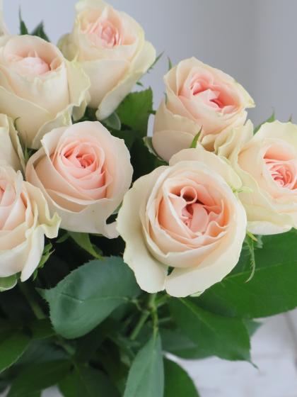 直前!!!】【後藤ばら園】バラ マフィーユ(ライトクリームピンク系)【OR