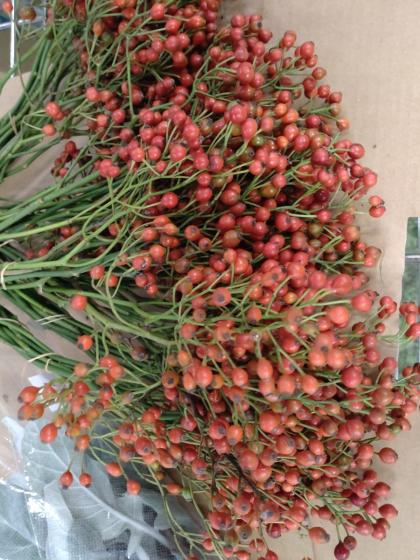 cutemio］野ばらの実 赤 野ばらの実 5~6本 赤い実 ノイバラ ノバラ