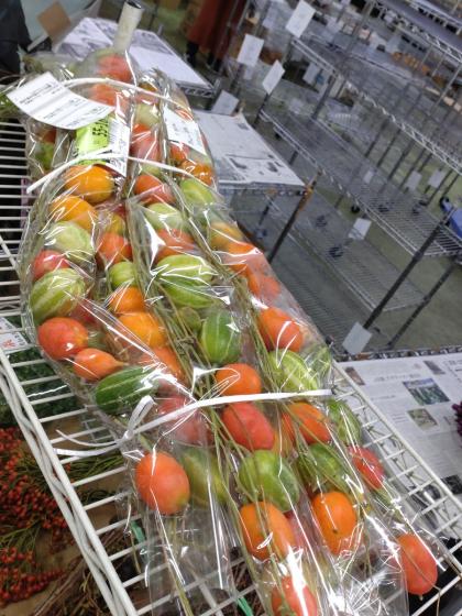 生花】カラスウリ 70cm～【早締切-74】※商品状態は時期により異なる※木