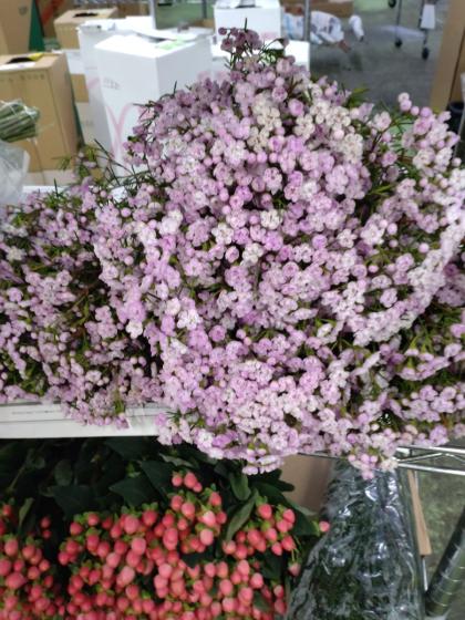 ワックスフラワー ワックスフラワーの花言葉は「可愛らしさ」人気の品種や育て方