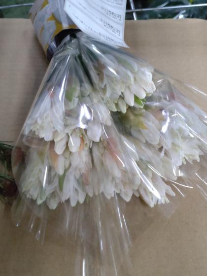 生花】ダイヤモンドリリー(白)25cm程度【OT】 - 花材通販はなどんや