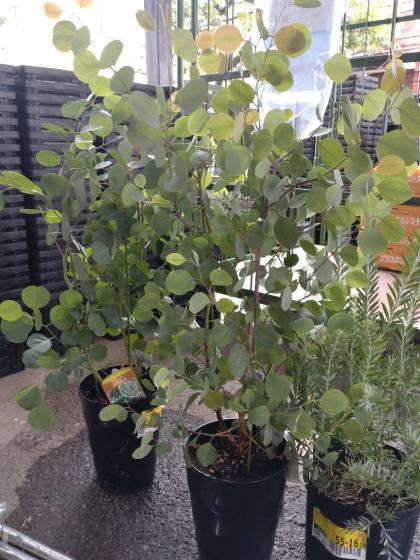 送料無料】【生花/即納】ユーカリ ポポラス 7寸鉢 ※北海道・九州・沖縄