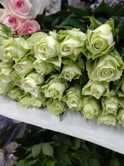 特選紋意匠地小紋着尺【白薔薇◆ミントグリーン】白緑色 薔薇 バラ ホワイト 特選紋意匠地小紋着尺【白薔薇◇ミントグリーン】白緑色 薔薇 バラ