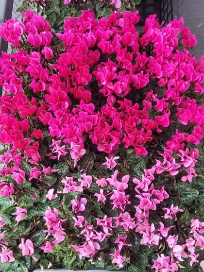 生花/即納】ガーデンシクラメン(ピンク系・濃淡ピンク)3寸ポット鉢【PI