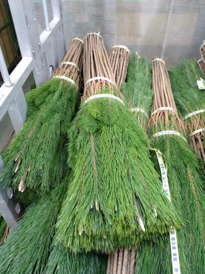 生花/即納】◇若松 2等 - 花材通販はなどんやアソシエ