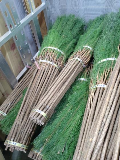 生花/即納】◇若松 1等 - 花材通販はなどんやアソシエ