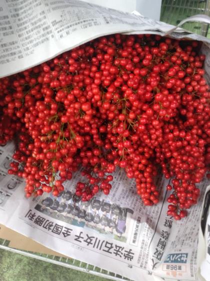 生花】南天の実【早締切-74】常陸大宮 つまみ3-40cm - 花材通販はなど