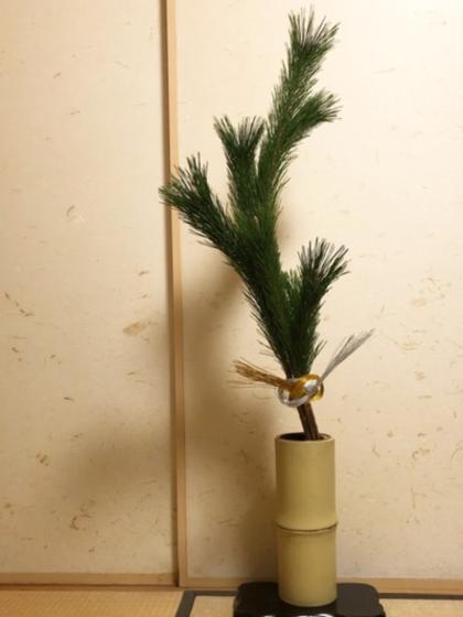 生花/即納】◇若松 2等 - 花材通販はなどんやアソシエ