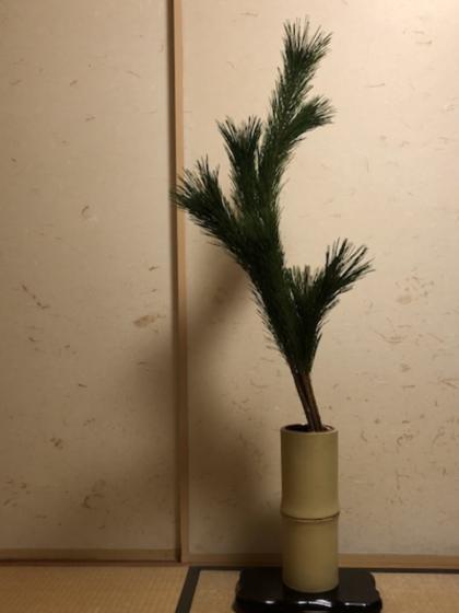 生花/即納】◇若松 2等 - 花材通販はなどんやアソシエ