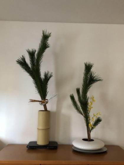 生花/即納】◇若松 2等 - 花材通販はなどんやアソシエ