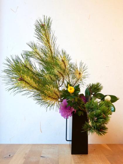 銘花 ヒライHirai 椿 鉢底約100cm 椿園オンラインショップ / 【一点物