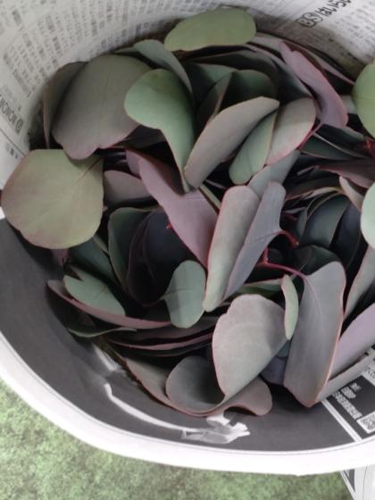 直前】【生花】<80CMロング>ポプラスリーフ ユーカリ国産【OT】静岡県