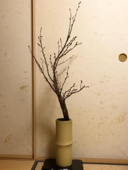 生花】啓翁桜(1m程度)山形県など 【OT】 - 花材通販はなどんやアソシエ