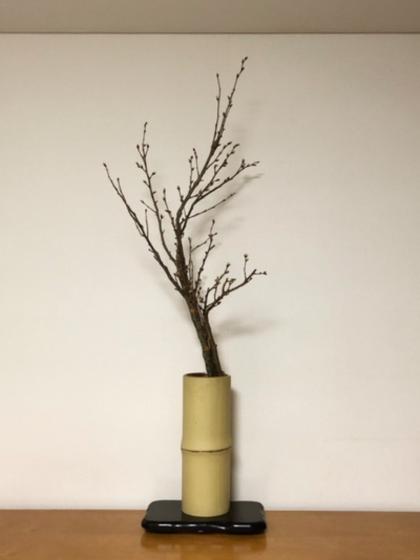 生花】啓翁桜(1m程度)山形県など 【OT】 - 花材通販はなどんやアソシエ
