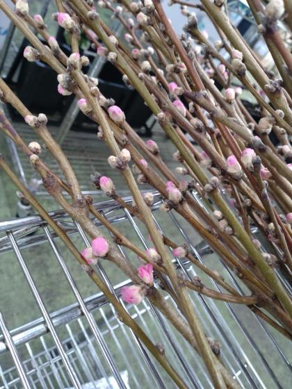 生花】花桃あけぼの L 【届日限定2/25-28】 - 花材通販はなどん
