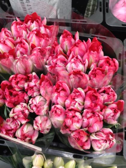 新鮮なピンクのチューリップ 生花】チューリップ ピンクミラクルoドリーマー(八重・淡ピンク)【OT