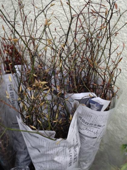 生花】クロモジ(枝物 1M程度)【早締切-74】山形県、長野ほか - 花材