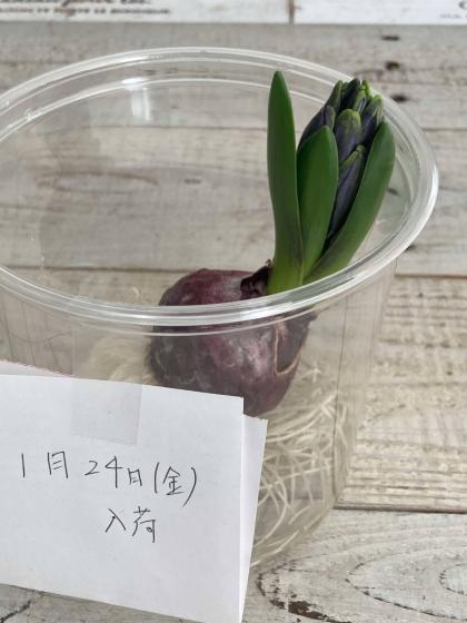ヒヤシンス様 ヒヤシンス（八重咲）：マンハッタン 2球 の通販 | 園芸ネット