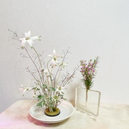 生花】国産フランネルフラワー 1輪付き【FJ】40cm程度 - 花材通販は