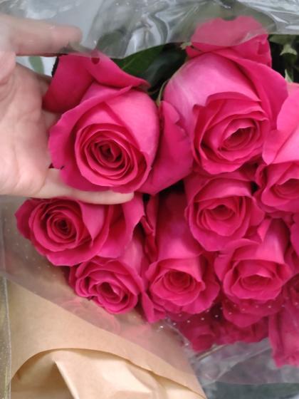 直前】巨大輪バラ 濃いピンク(ピンクフロイド)70cm エクアドル産 【OTY
