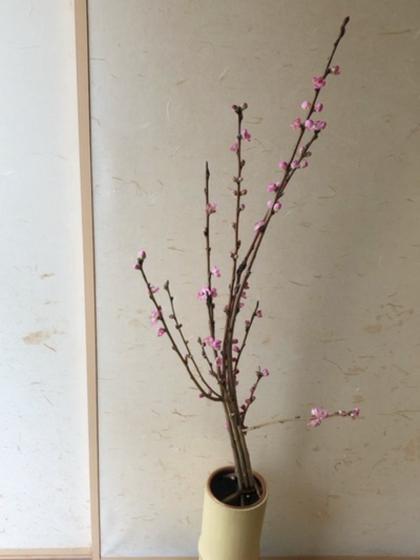 生花】花桃 あけぼの L - 花材通販はなどんやアソシエ