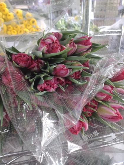 直前】チューリップ フラッシュポイント(八重・赤ピンク)【生花】 - 花
