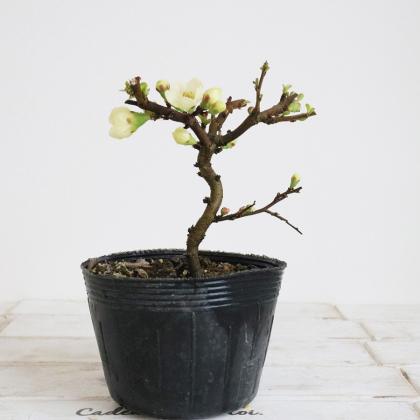 送料無料】【生花/鉢】長寿梅(白)3.5寸 ※花・葉は時期によります