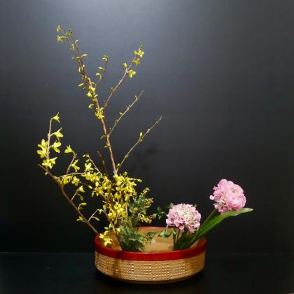 直前!】ミモザアカシア(品種おまかせ)30cm程度 - 花材通販はなどんや