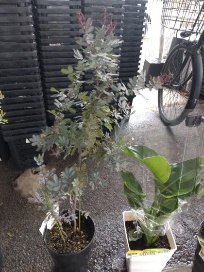 アカシアプルプレア　/296 アカシアプルプレア /296