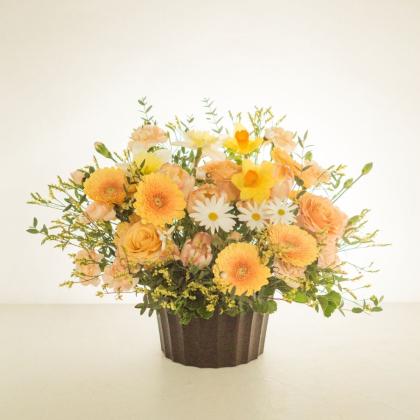生花】【さぎやま】ガーベラ バニー(アプリコット)芯白 【FJ】 - 花材