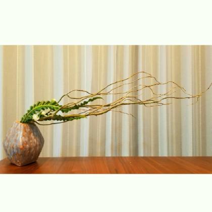 直前!】雲竜柳 1M程度 茨城県 【OTHY】※新芽掃除してあります。 - 花材