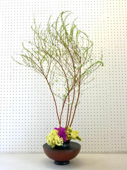 雪柳さん ユキヤナギとは｜育て方がわかる植物図鑑｜みんなの趣味の園芸
