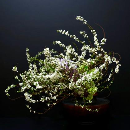 生花】雪柳(花付き)70cm- ※商品説明をお読みください。【FJ