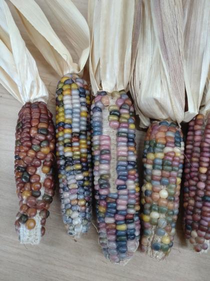 ドライ】J・flow/グラスジェムコーン(わけあり)【JM】 - 花材通販は