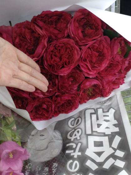 生花】バラ カーマインクラシック 50cm □今週のオトク【IT-23