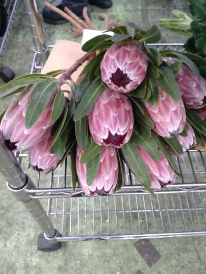 プロテアピンクアイス 4フラワー プロテア ピンクアイス - 世界の花屋