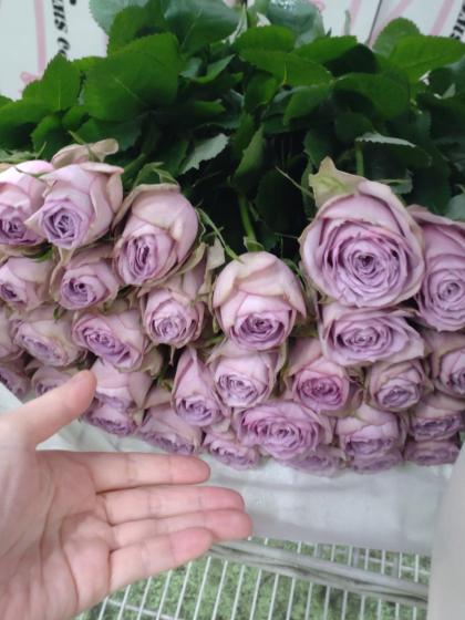 旧lycee 花　セット1　400種類【バラ売り可】 生花】母の日☆バラ ライラッククラシック(紫 カップ咲き)40CM 金田