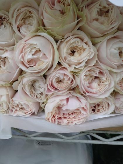 生花】バラ シフォンヴェール(淡いピンク)□今週のオトク【IT-23