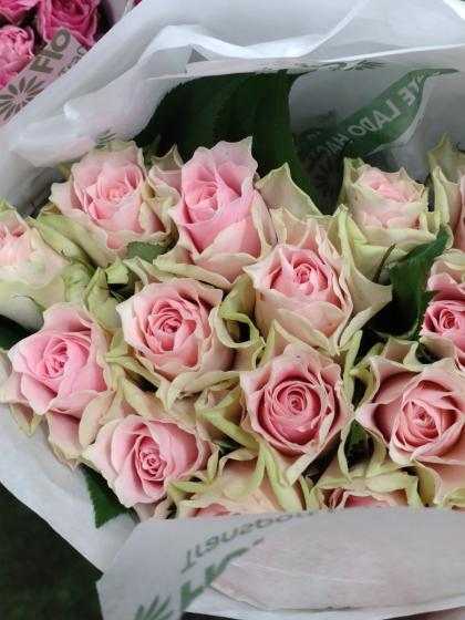 生花】バラ エンジェルキス(淡いピンク)□今週のオトク【IT-23】 - 花