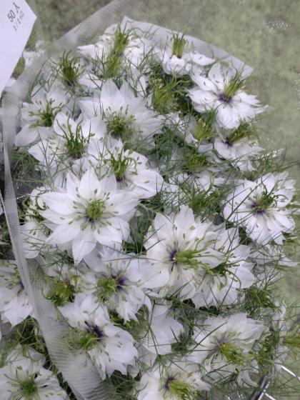 直前】ニゲラ(白)1輪付き 30cm- 折原園芸ほか - 花材通販はなどんや