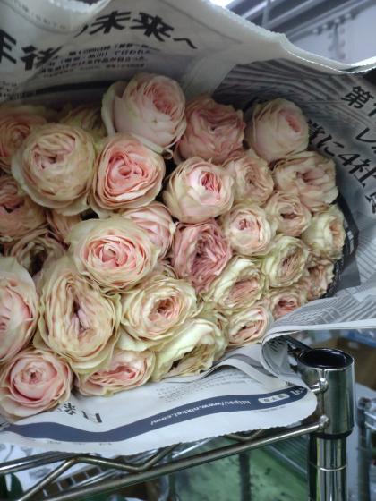 生花】【後藤ばら園】バラ ポルトボナー(アンティーククリーム