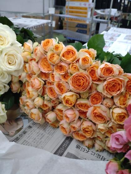 直前!!!】SPバラ プラビーダ(淡いオレンジ)40CM - 花材通販はなどんや