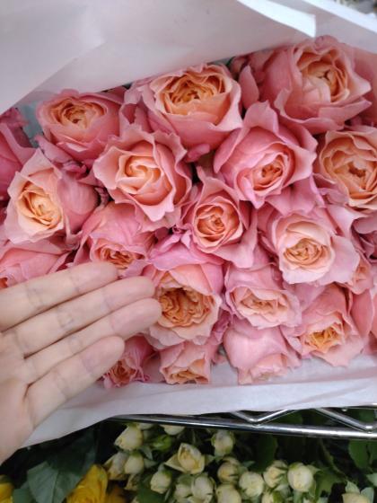 生花】バラ ヴィクトリアンシークレット(複色系ピンクオレンジ)□今週