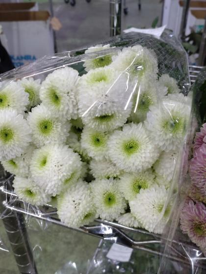 直前!】SPマム フェリー(ぽんぽん咲き) JFDマム【生花】 - 花材通販は