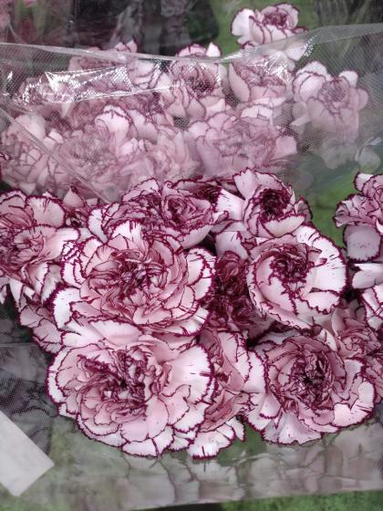 生花/予約】藤花園カーネ ダマスカス(ピンク/ふち紫)【FJ-54